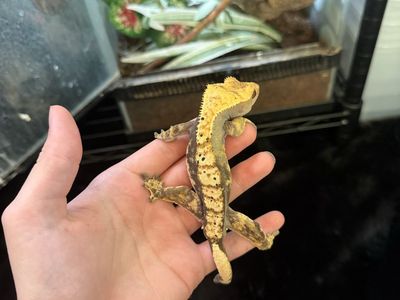 Crested gecko and supplies