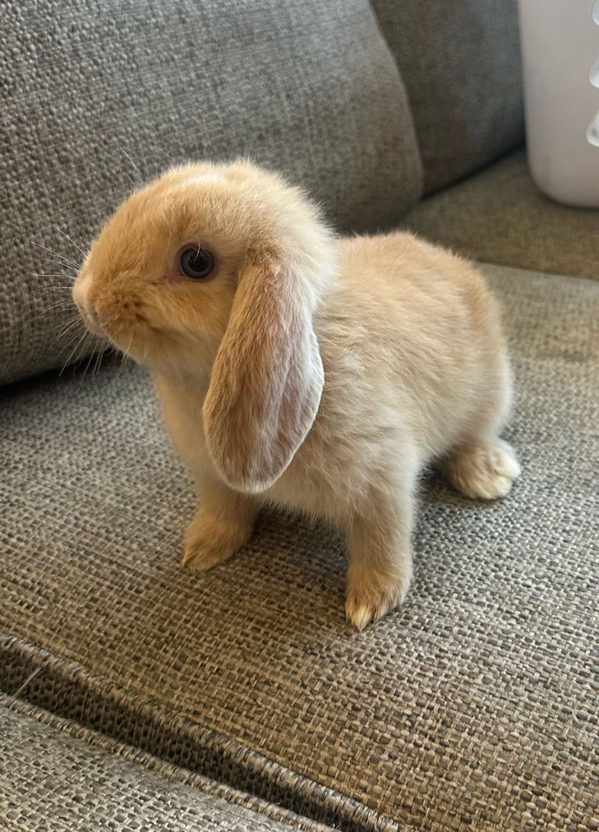Holland Lop Bunnies / Rabbits