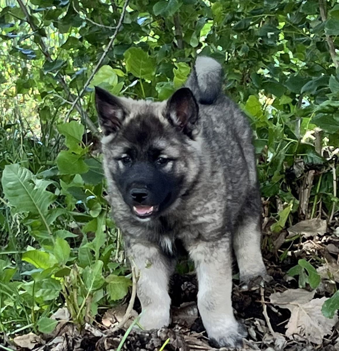 AKC Norwegian Elkhound Puppy male
