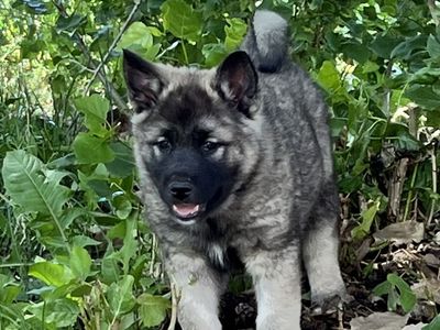 AKC Norwegian Elkhound Puppy male