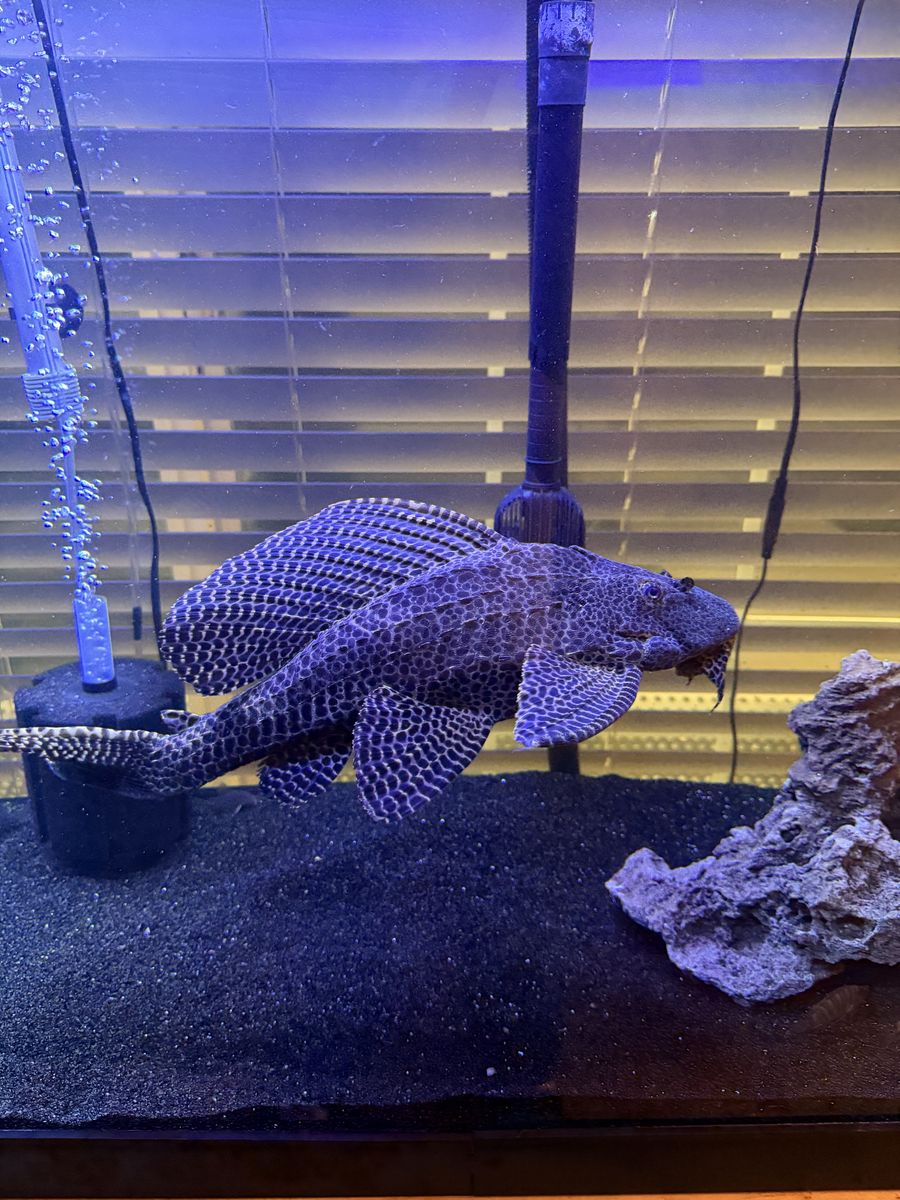 17" Big Pleco