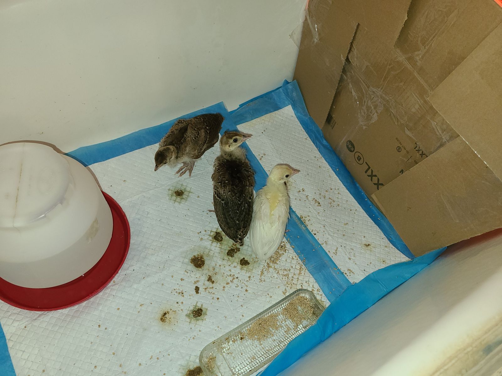 Baby peacocks