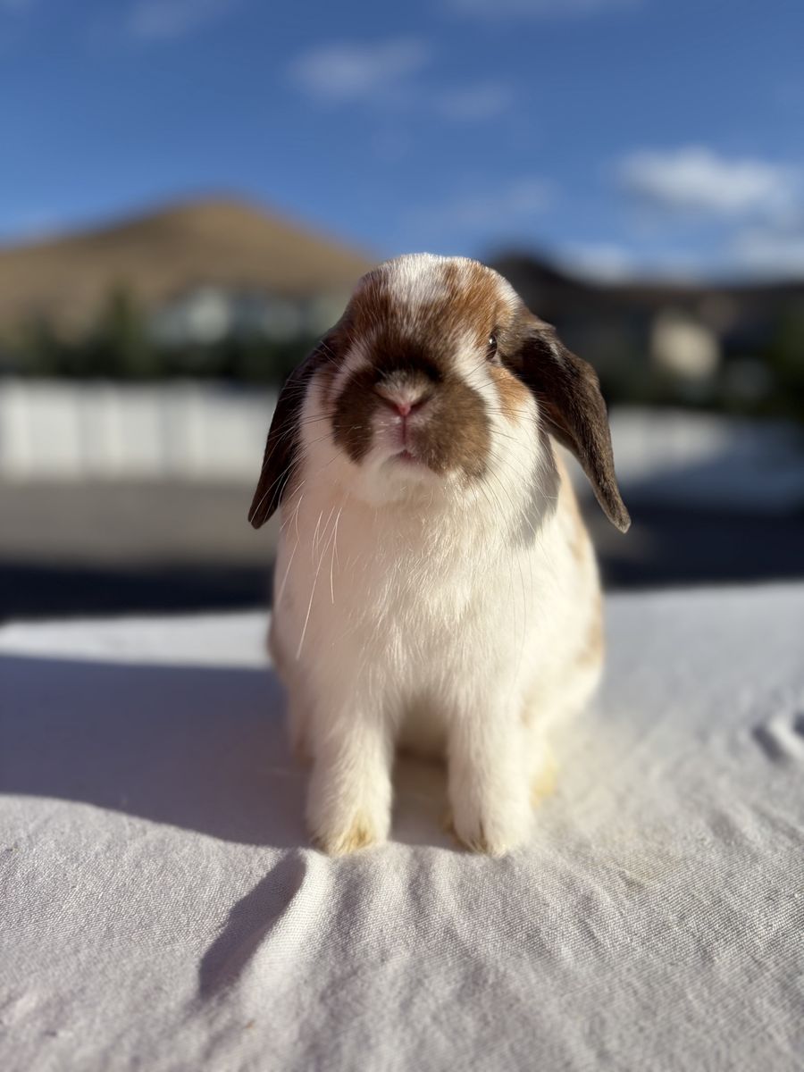 Holland Lop Buck
