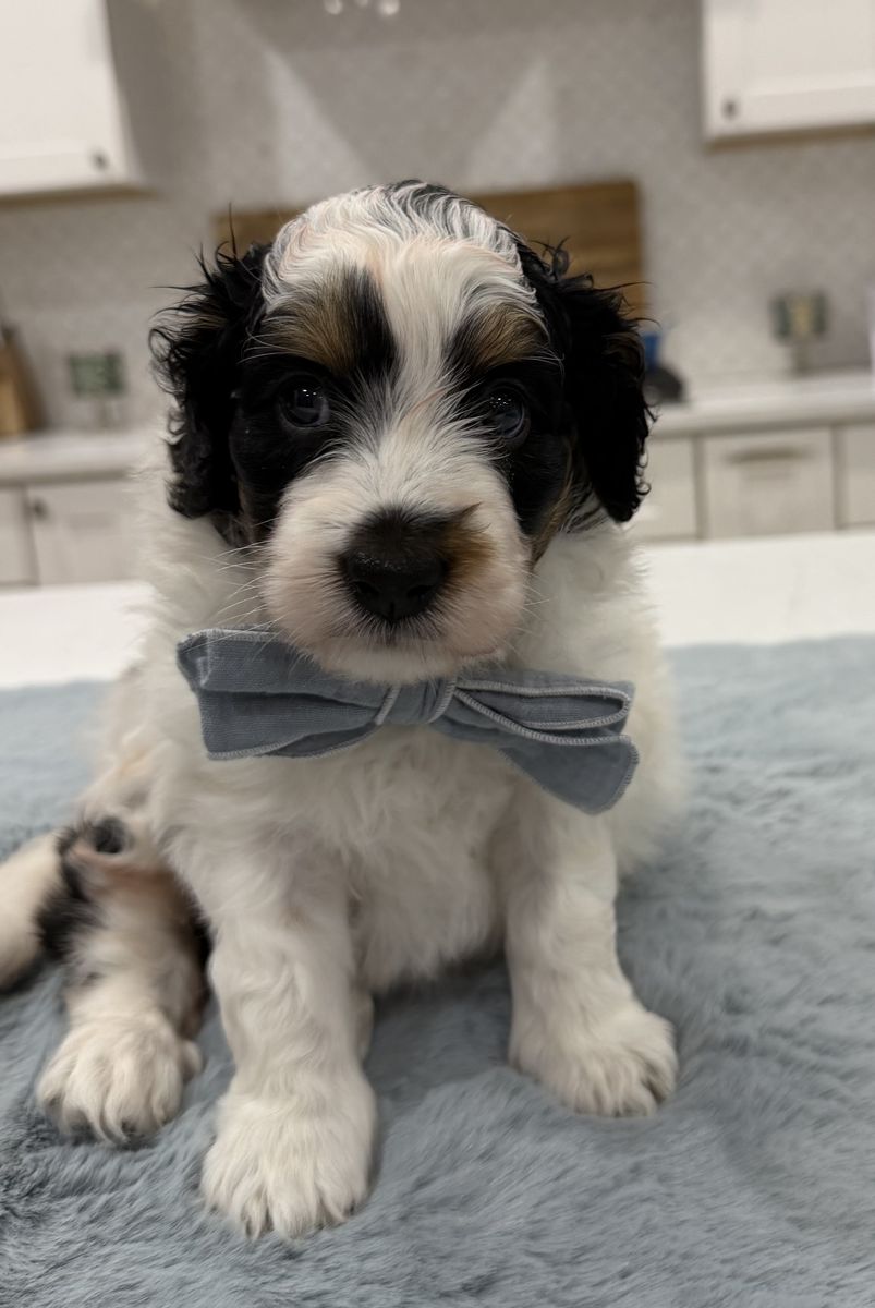 Mini Bernedoodle Puppy $2350 Obo