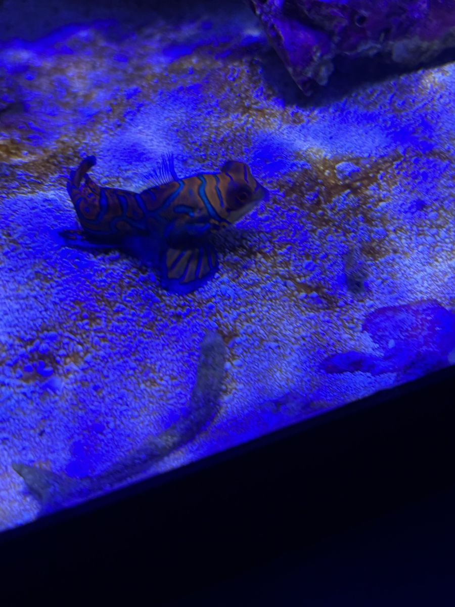Mandarin Goby