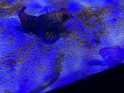 Mandarin Goby
