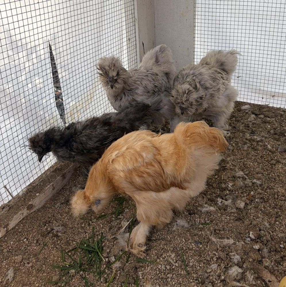 Silkie Hens 