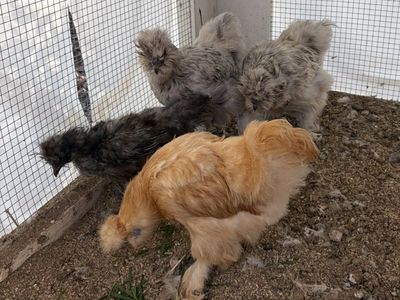 Silkie Hens