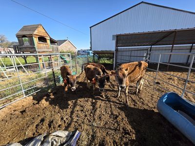 Breakaway calves