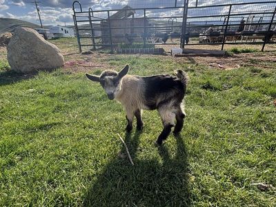 Nigerian Bucklings