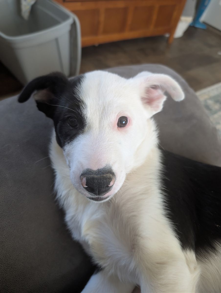 15 week Border Collie mix