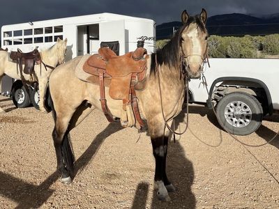 3 year old grade buckskin gelding