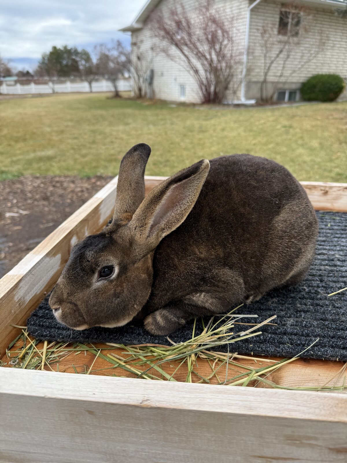 Rex rabbit buck | Other Livestock | KSL Classifieds