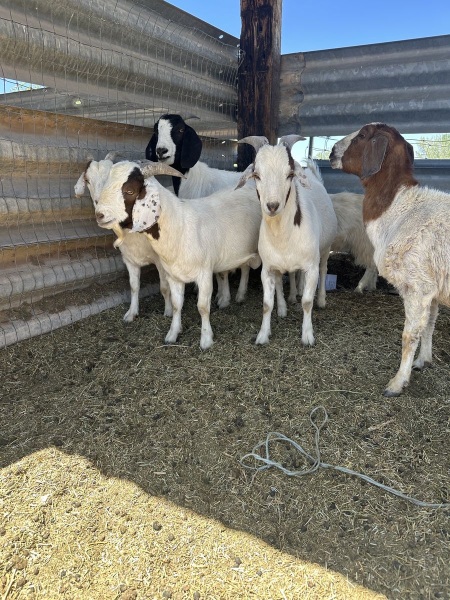 6 Large Boer Goats (2 males and 4 females)