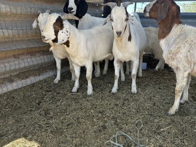 6 Large Boer Goats (2 males and 4 females)
