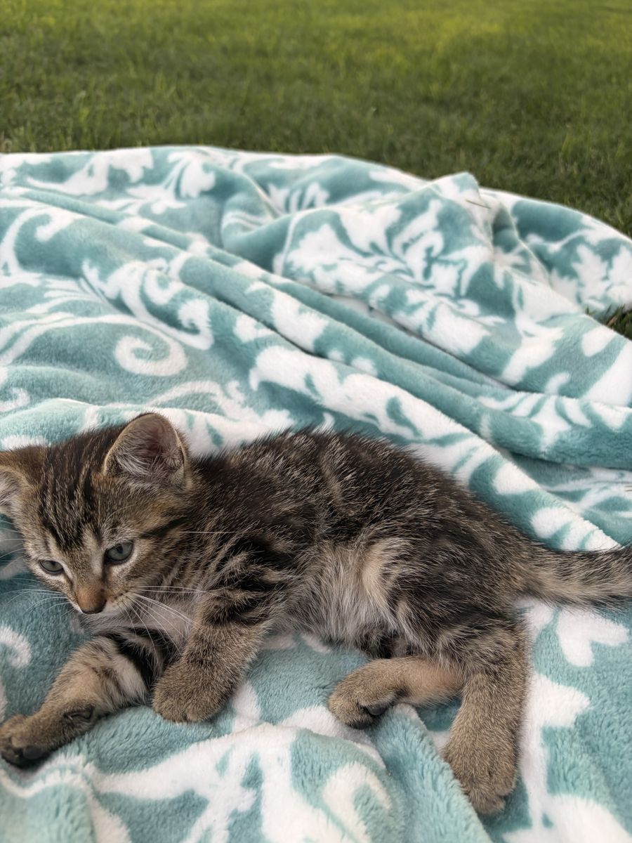 Adorable Kittens Looking for Forever Homes