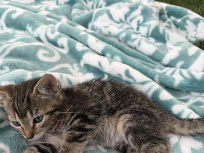 Adorable Kittens Looking for Forever Homes