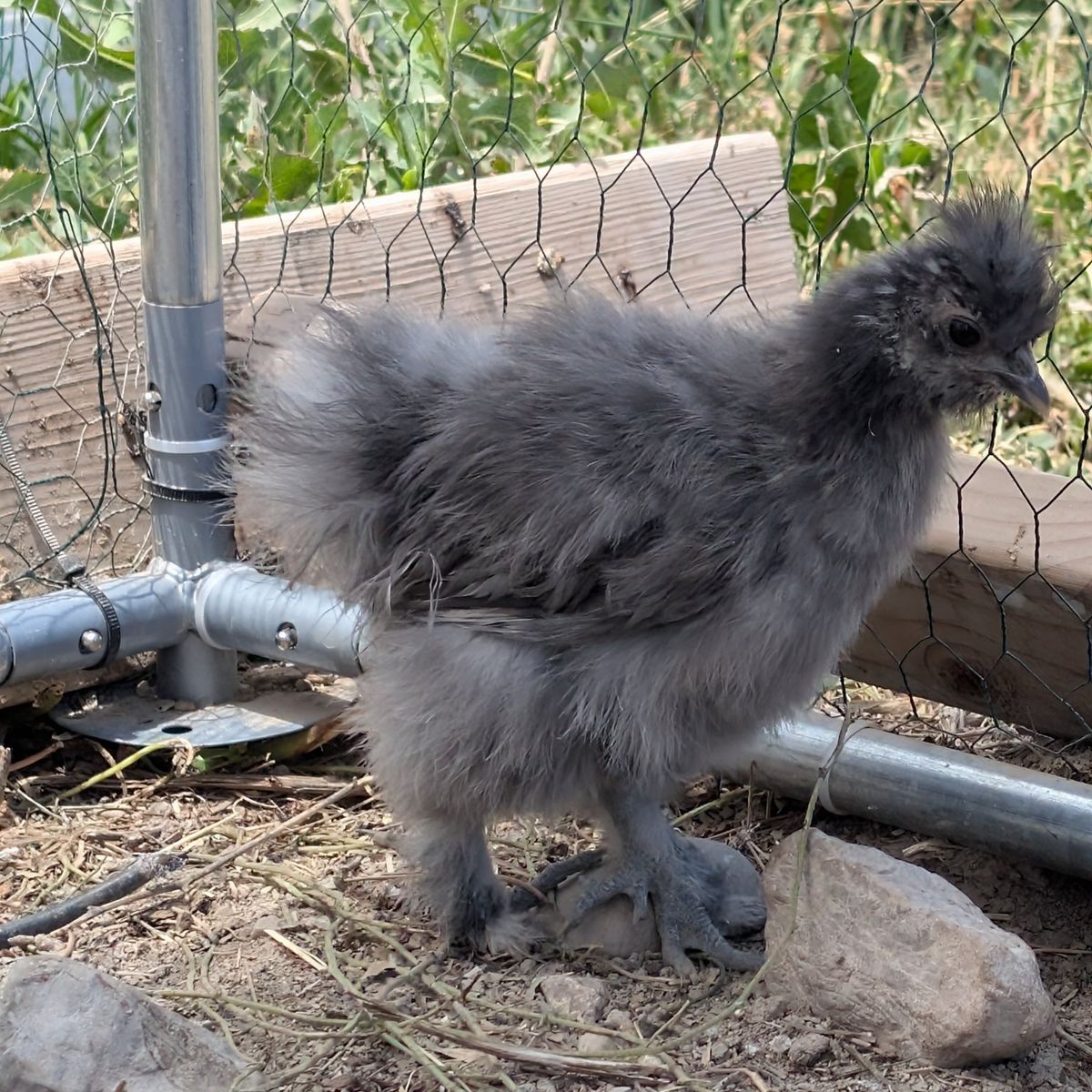 silkie & silkie mix chicks