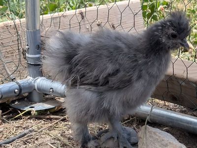 silkie & silkie mix chicks