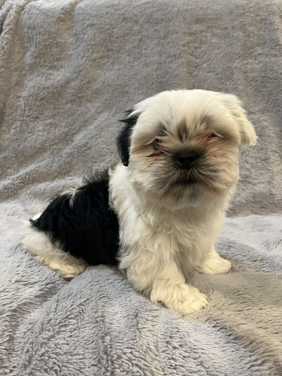 Shorkie (Shih Tzu/Yorkie) Puppy