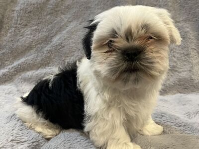 Shorkie (Shih Tzu/Yorkie) Puppy