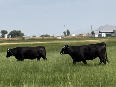40 Bred Replacement Heifers – Really Nice Set