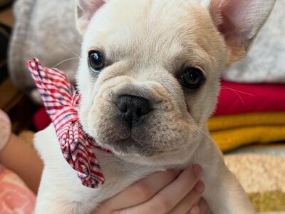 AKC French Bulldog 8 Weeks old!