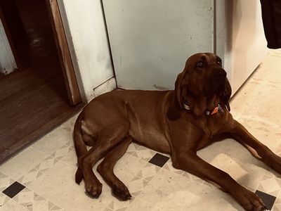 Bloodhound