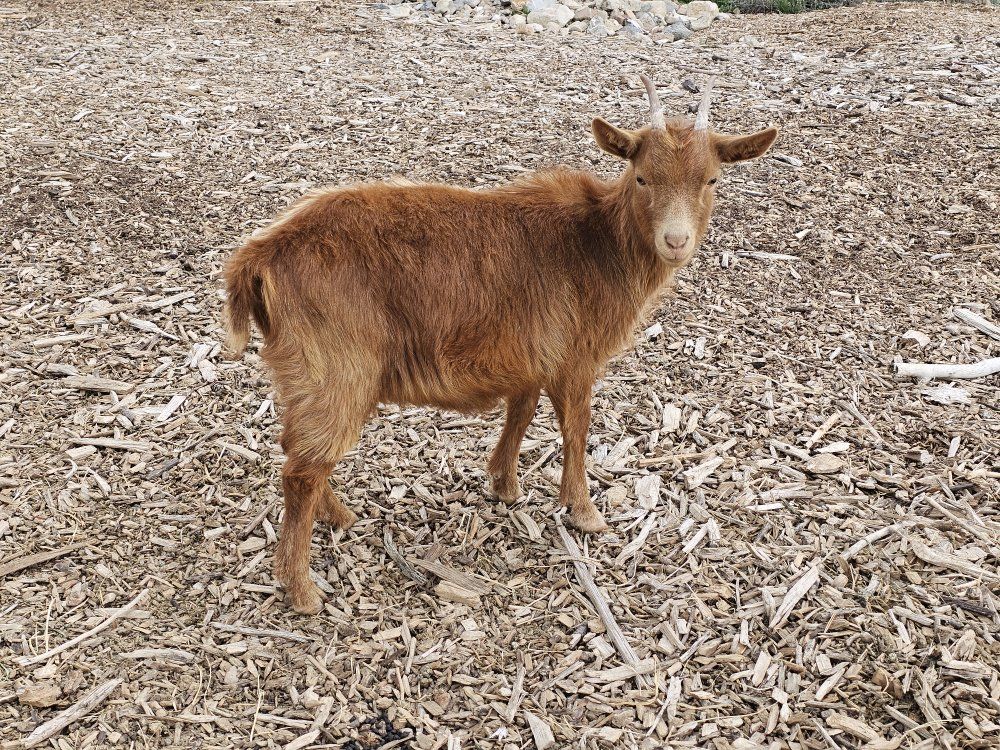 Golden Guernsey Goat