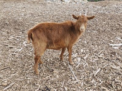 Golden Guernsey Goat
