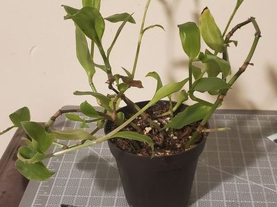 Starter
