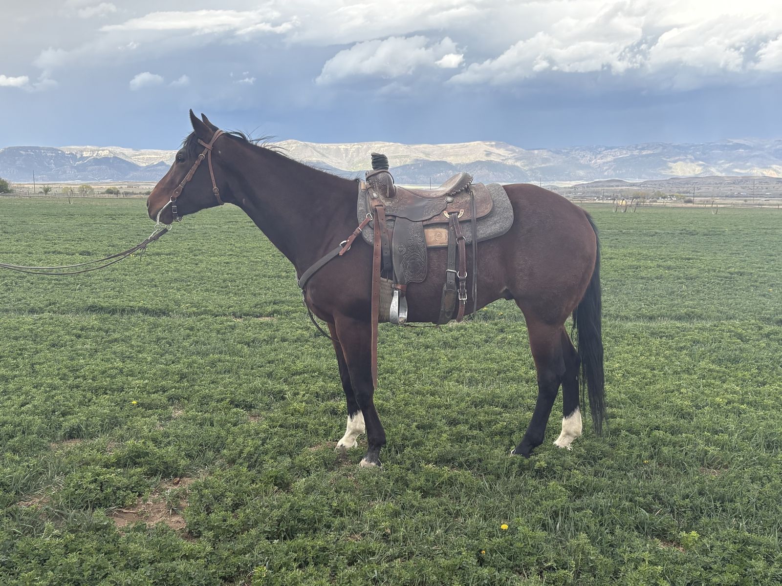 6 year old grade gelding