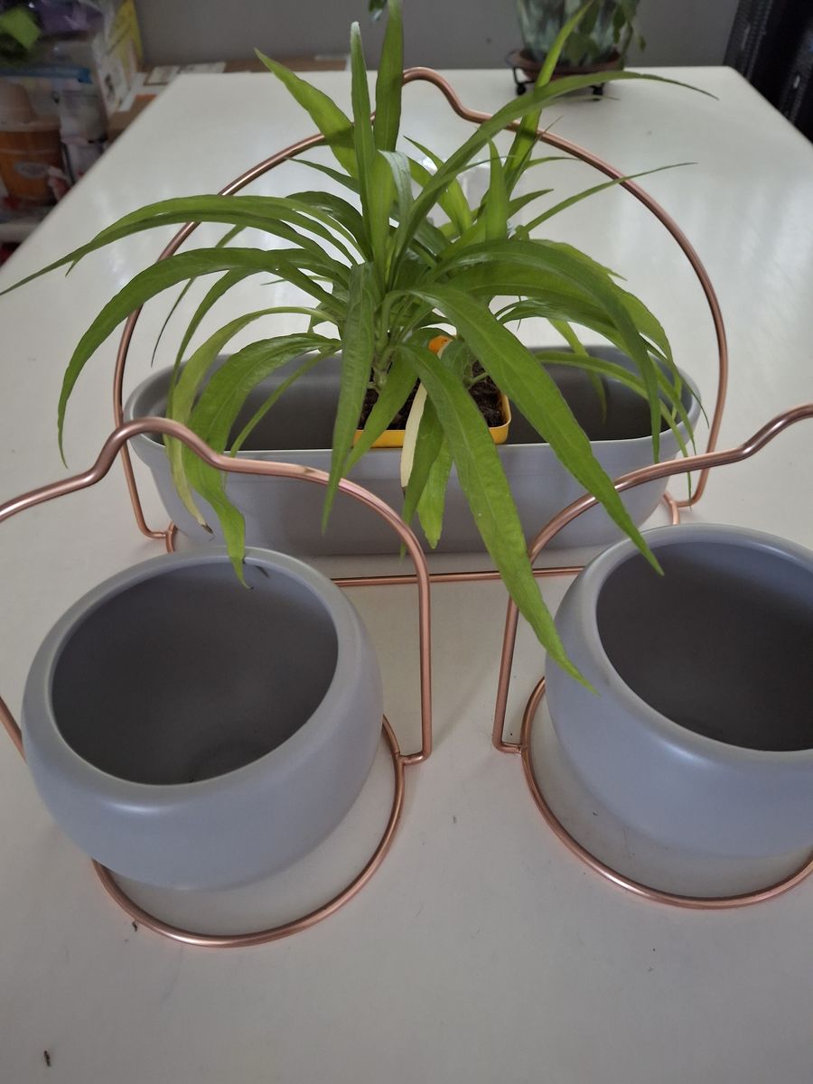 Wall hanging planters