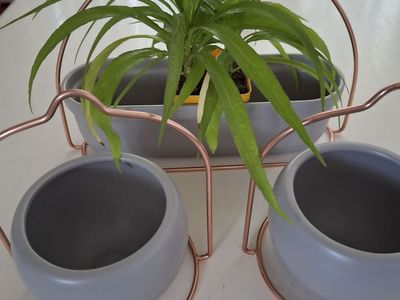 Wall hanging planters