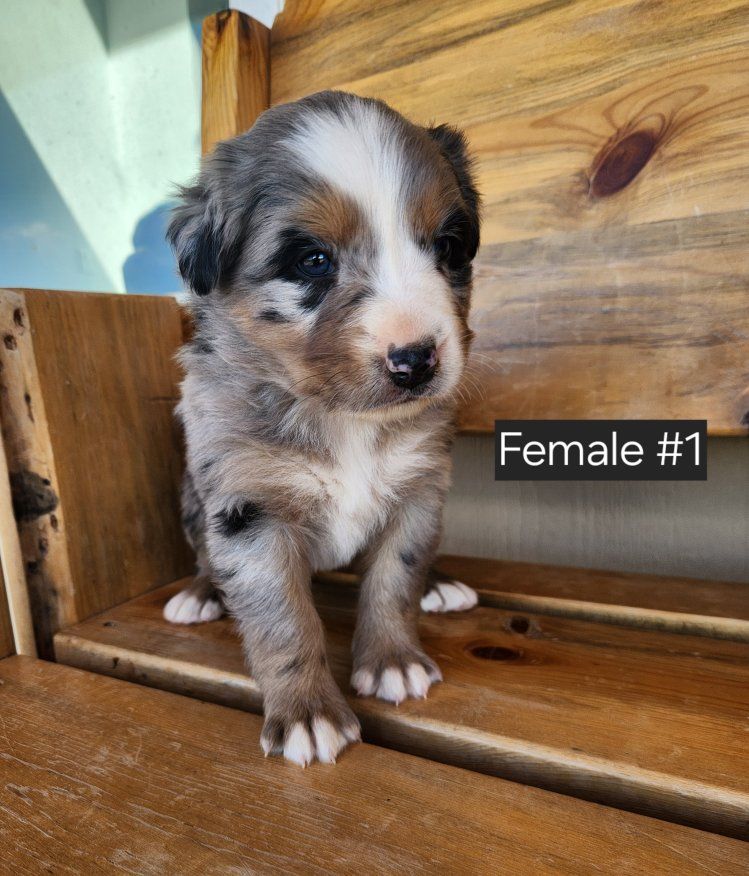Bernese / Australian Shepherd