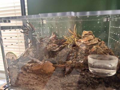 Female Juvenile Brachypelma Klaasi Tarantula