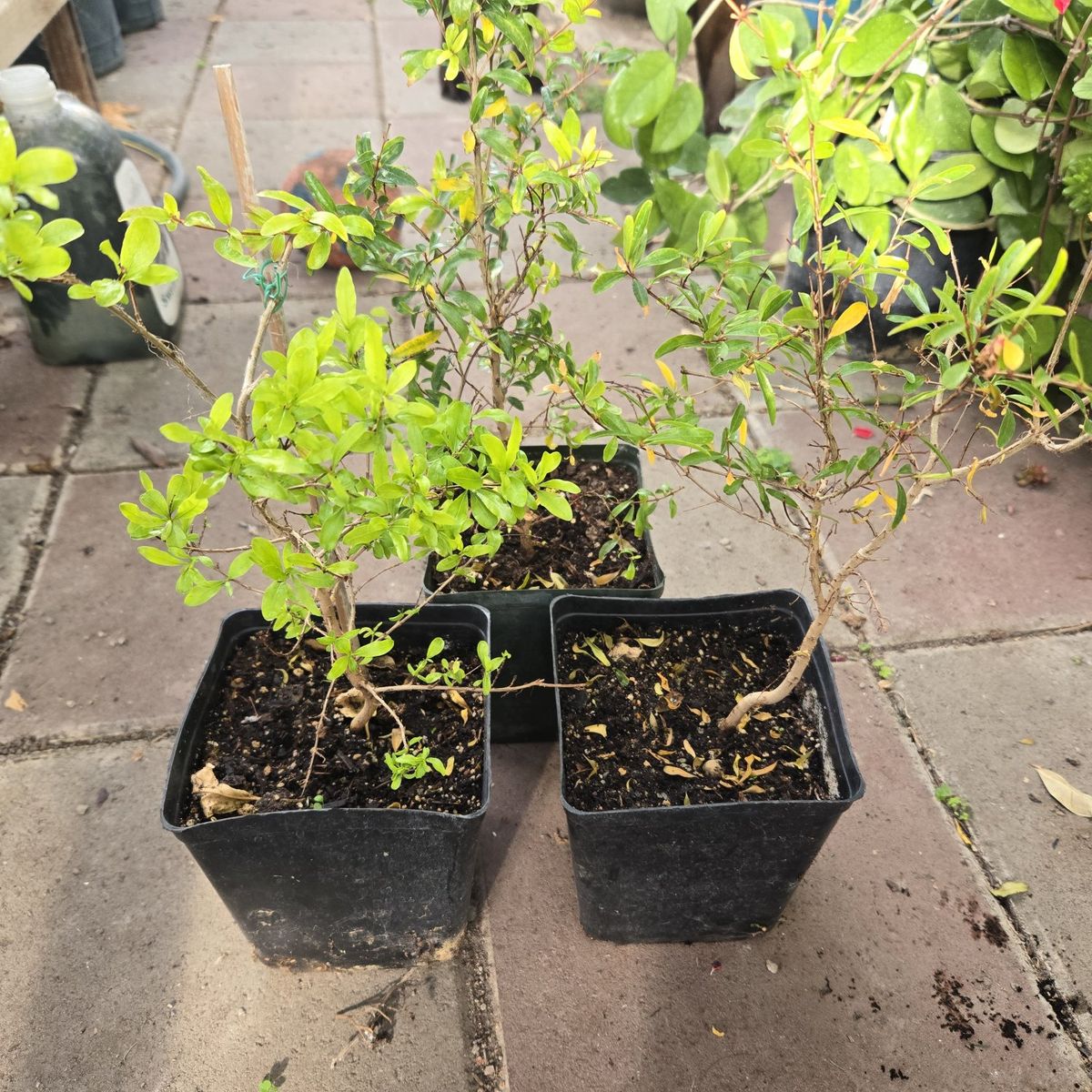 Dwarf Pomegranate