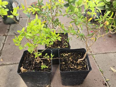 Dwarf Pomegranate