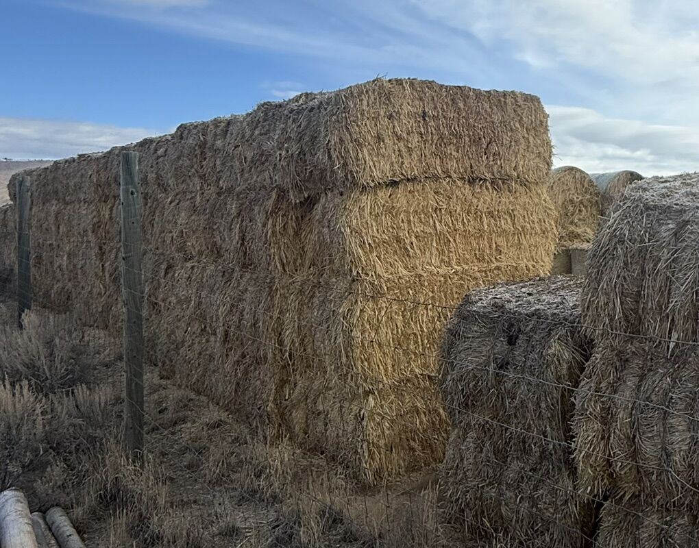 2 Year Old Grain Hay $50 / Ton
