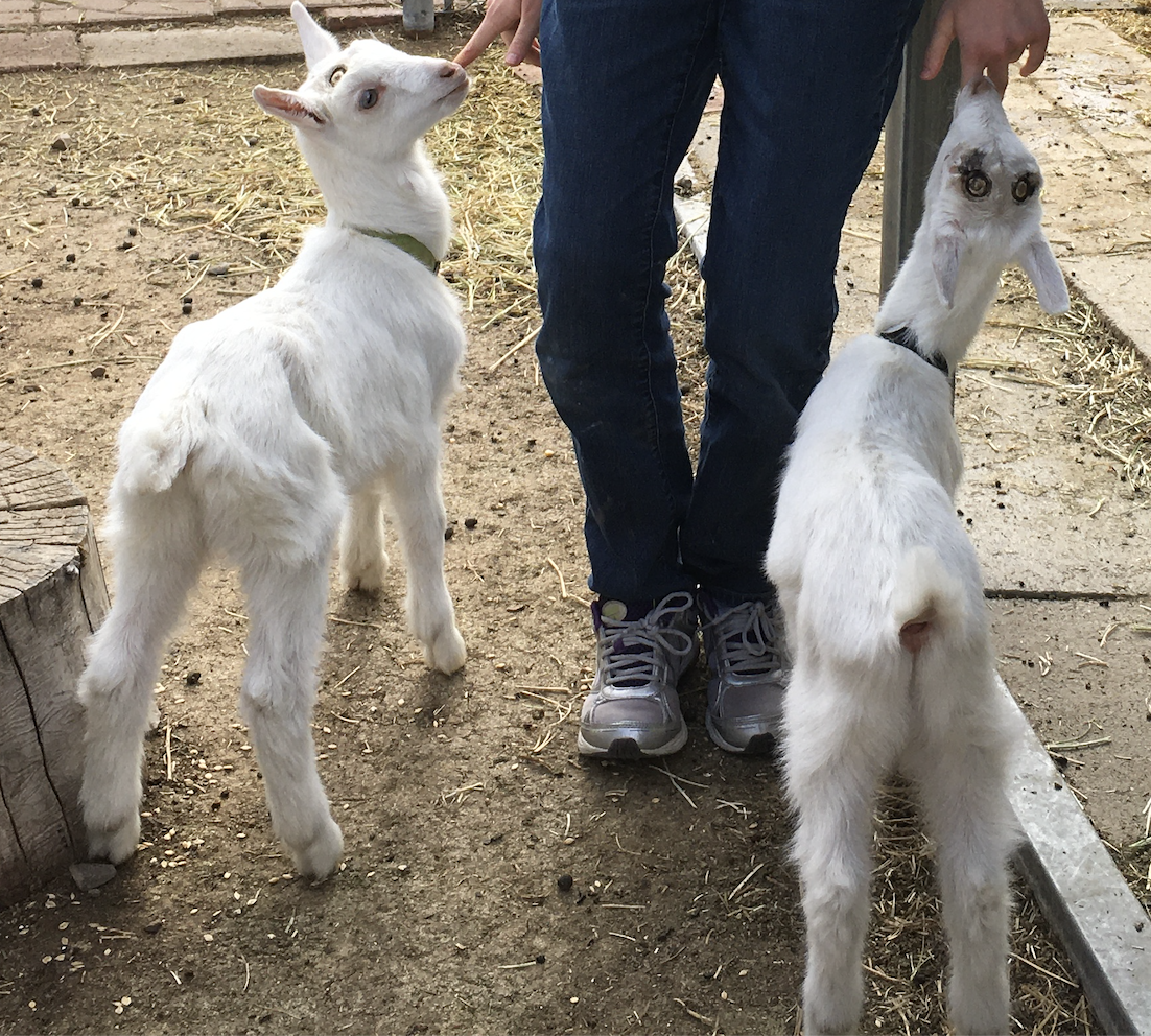 Goat Milk
