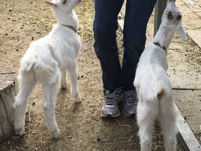 Goat Milk
