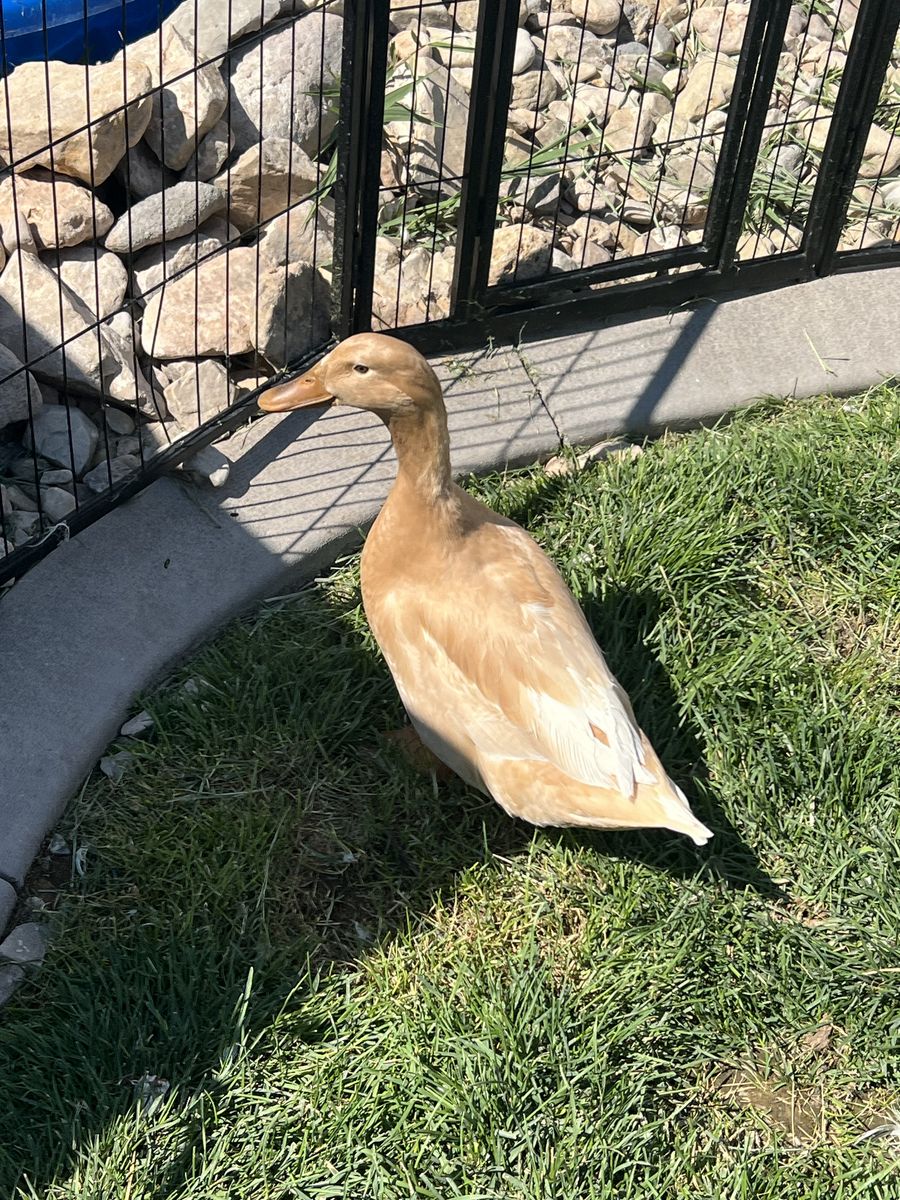 4 free ducks