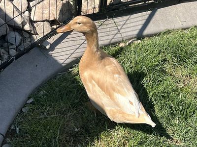 4 free ducks