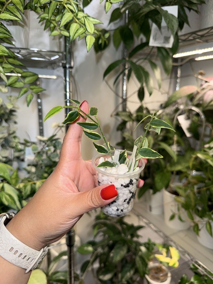 Hoya bella (outer variegated) - Plant