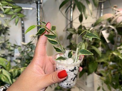Hoya bella (outer variegated) - Plant