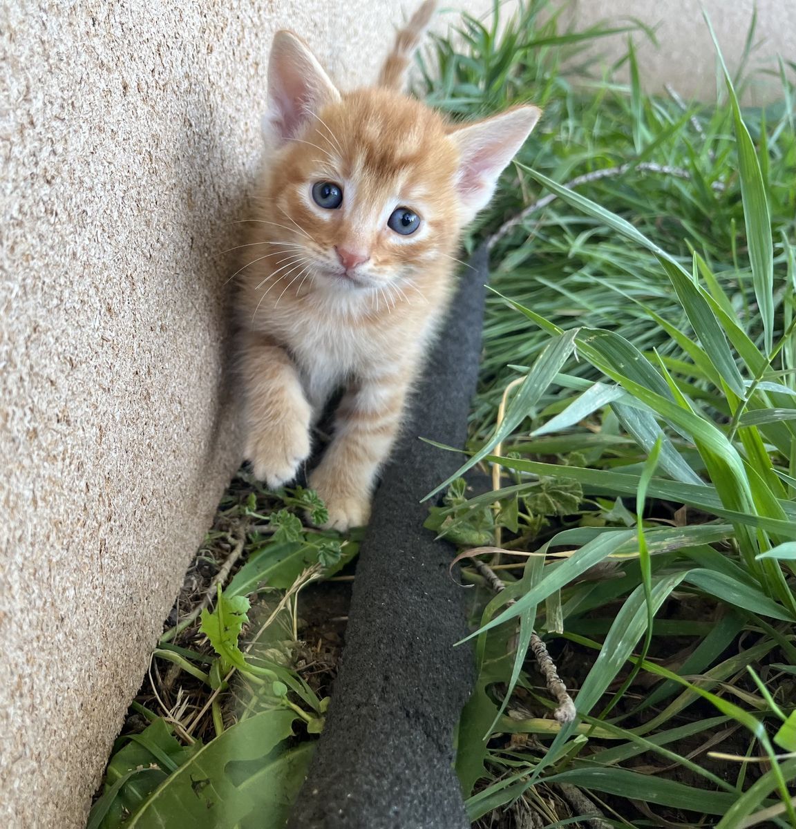 Friendly Orange and Calico Kittens