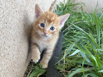 Friendly Orange and Calico Kittens
