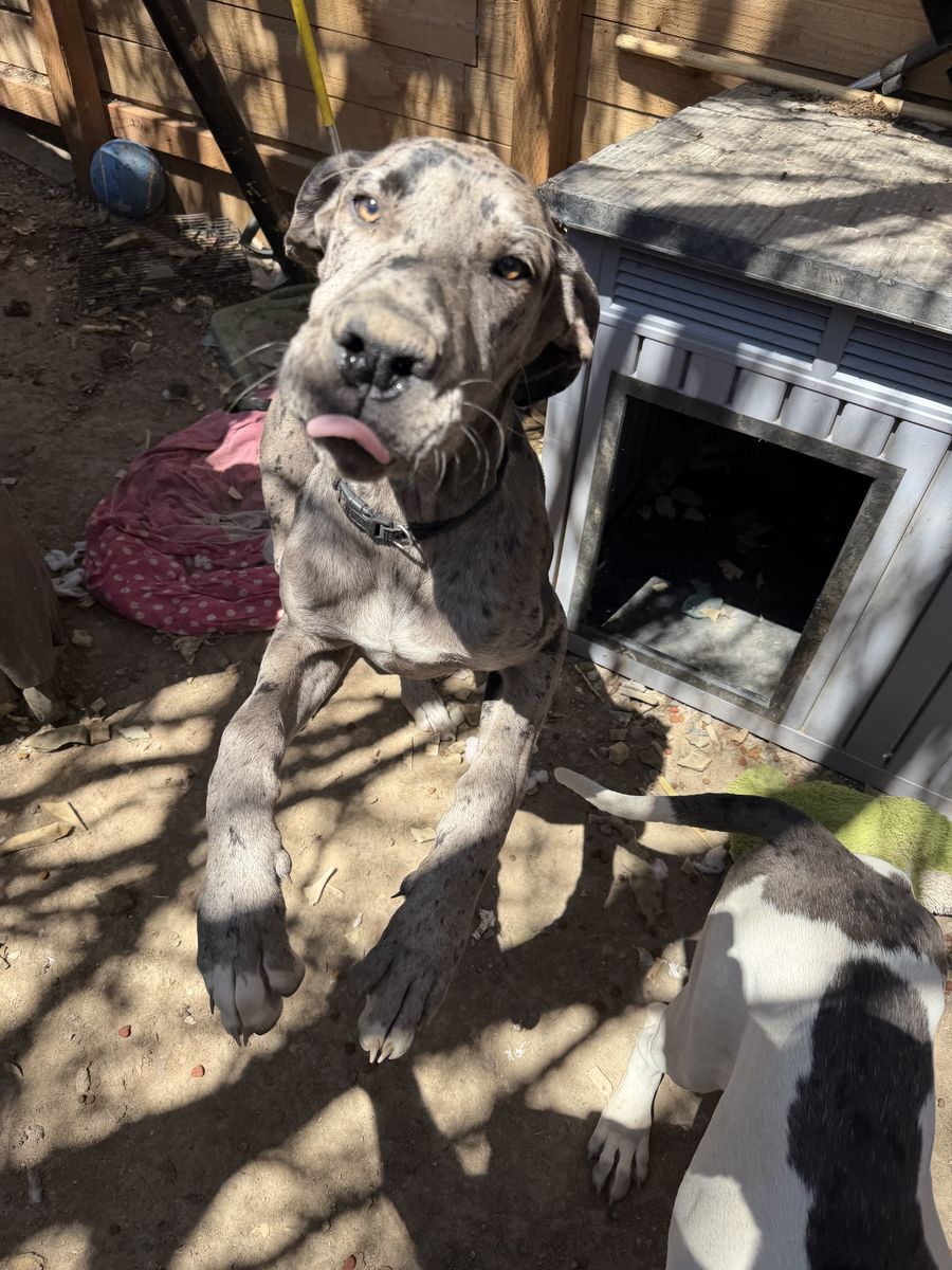 Great Dane puppie