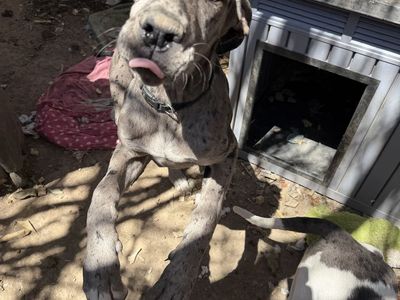 Great Dane puppie