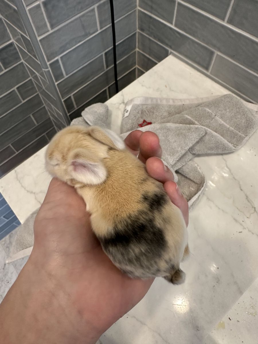 Purebred Holand Lops